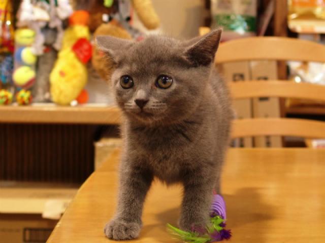 ブリティッシュショートヘア
