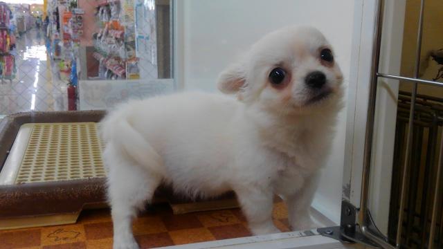 チワワ(ロングコート)