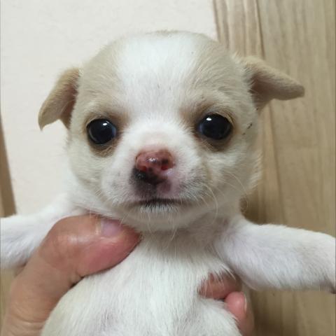 チワワ（スムースコート）