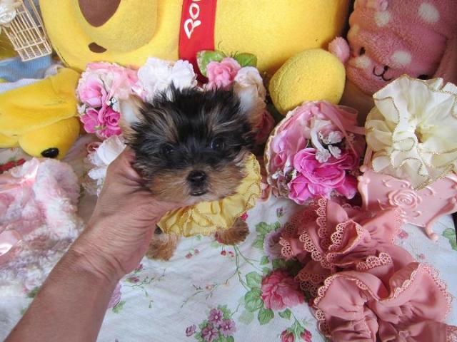 ヨークシャーテリア