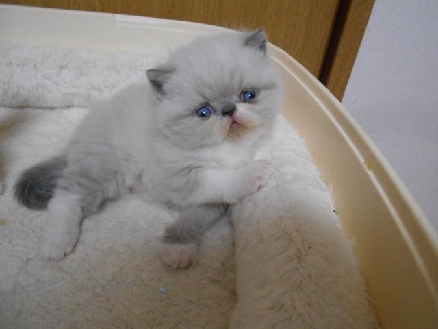 エキゾチックショートヘアー