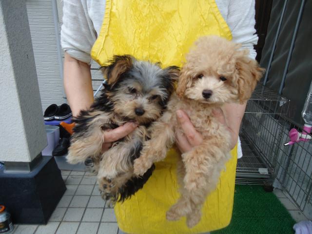 ヨークシャーテリア