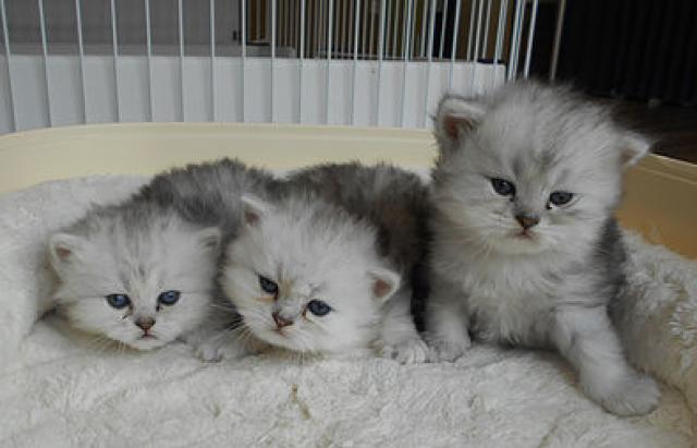 ペルシャ・ヒマラヤン