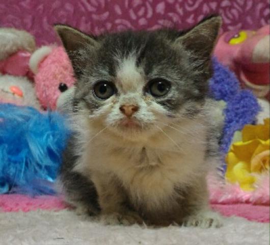 エキゾチックショートヘアー