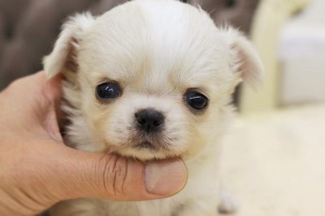 チワワ（ロングコート）