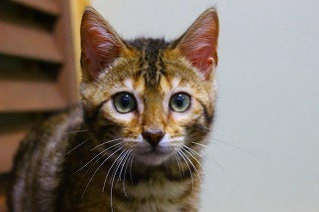 ベンガルブラウンスポット