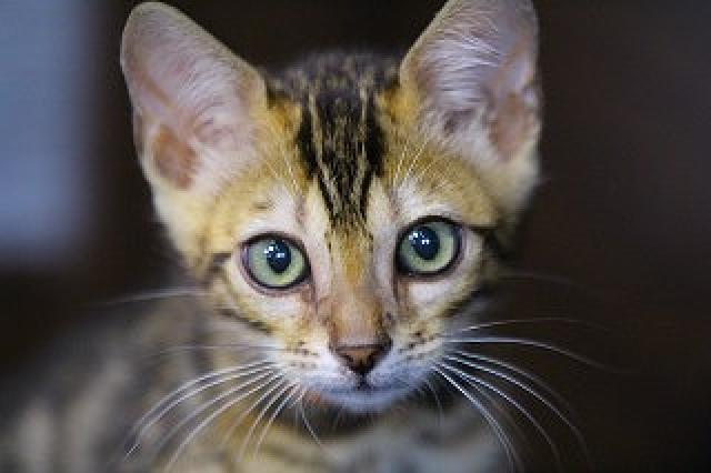 ベンガルブラウンスポット