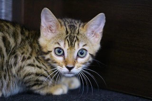 ベンガルブラウンスポット