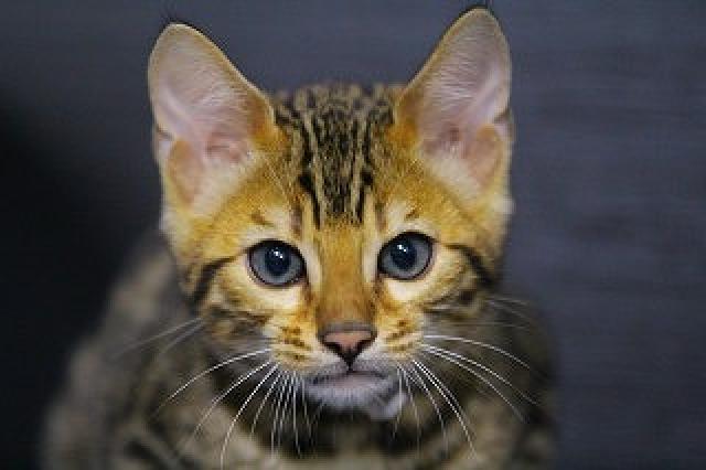 ベンガルブラウンスポット