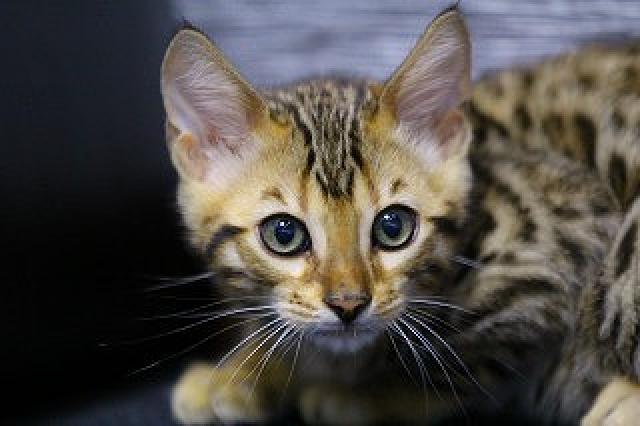 ベンガルブラウンスポット