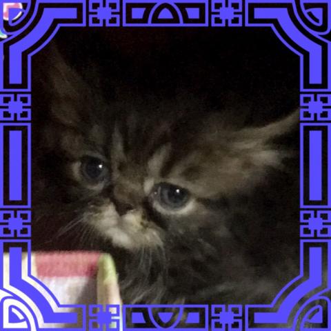 エキゾチックショートヘアー