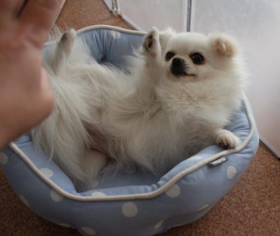 チワワ(ロングコート)