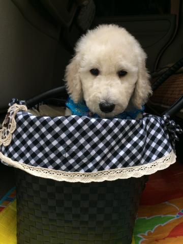 スタンダードプードルぼくちゃん