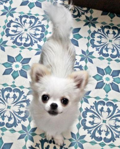 チワワ(ロングコート)