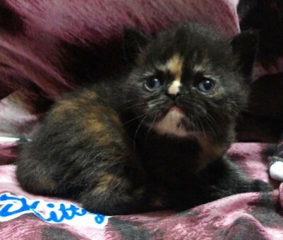 エキゾチックショートヘアー