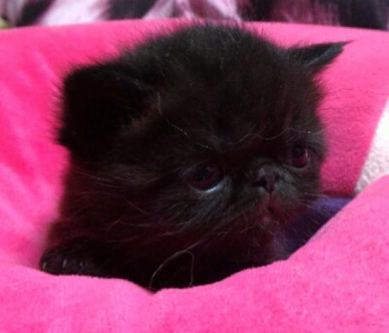 エキゾチックショートヘアー