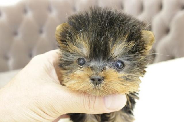 ヨークシャーテリア