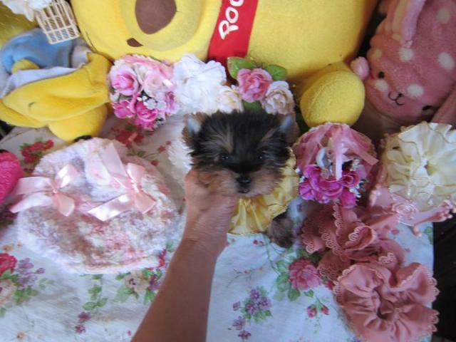 ヨークシャーテリア