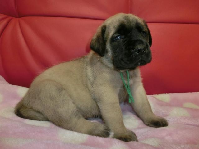 イングリッシュマスティフ