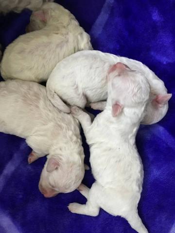 ビションフリーゼ