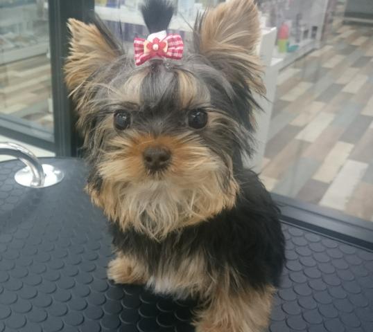 ヨークシャーテリア