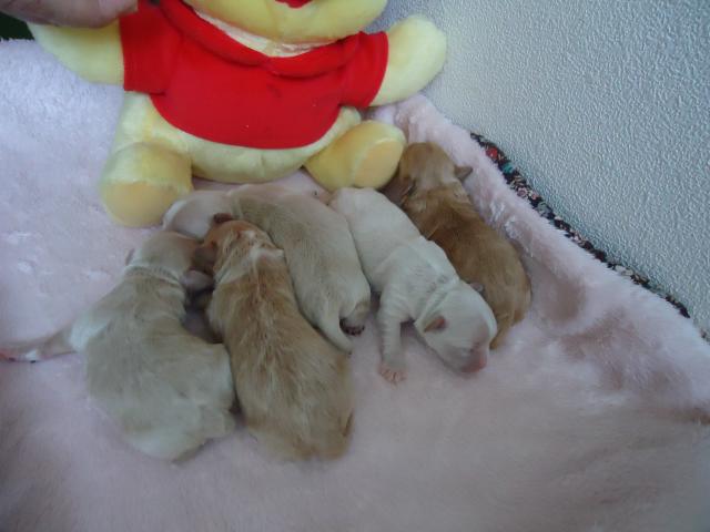 MIXホワイト、レッド