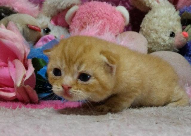 エキゾチックショートヘアー