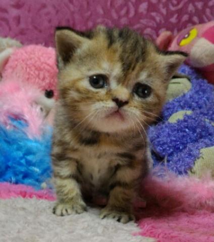 エキゾチックショートヘアー