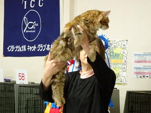 キャットショー出陳・ダブルチャンピオン