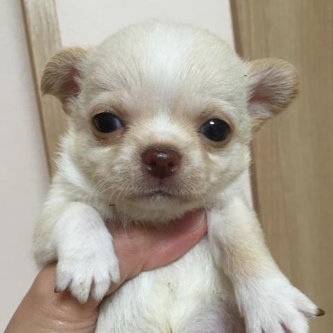 チワワ（スムースコート）