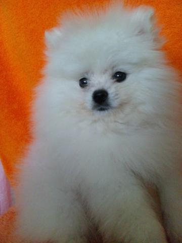ポメラニアン
