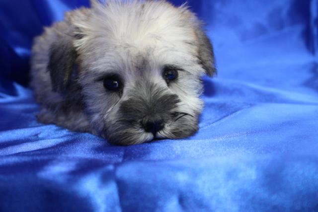 ミニチュアシュナウザー