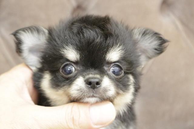 チワワ（ロングコート）