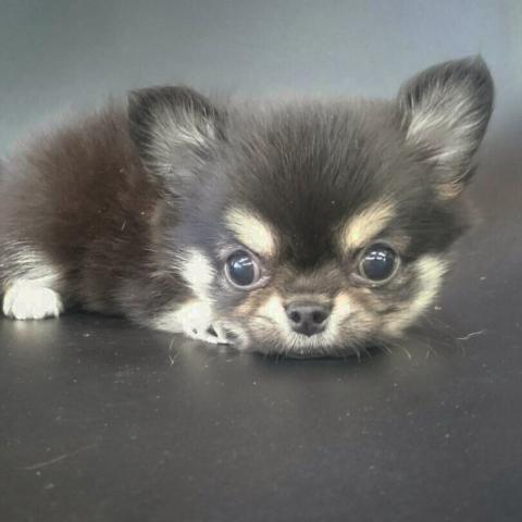 チワワ（ロングコート）