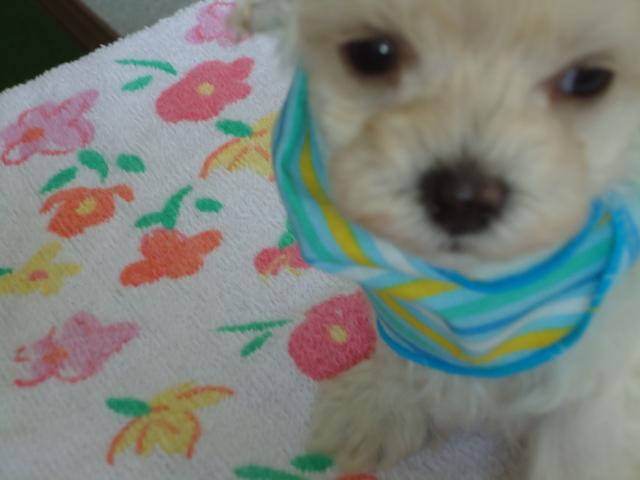 トイプードルマルチーズ　ミックス