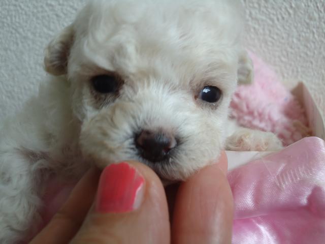 トイプードルマルチーズのミックス