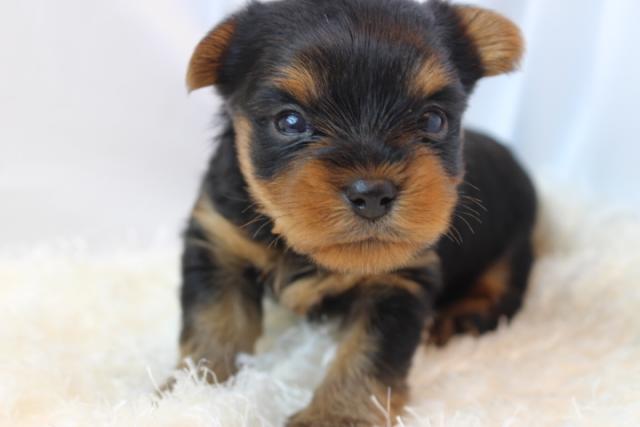 ヨークシャーテリア