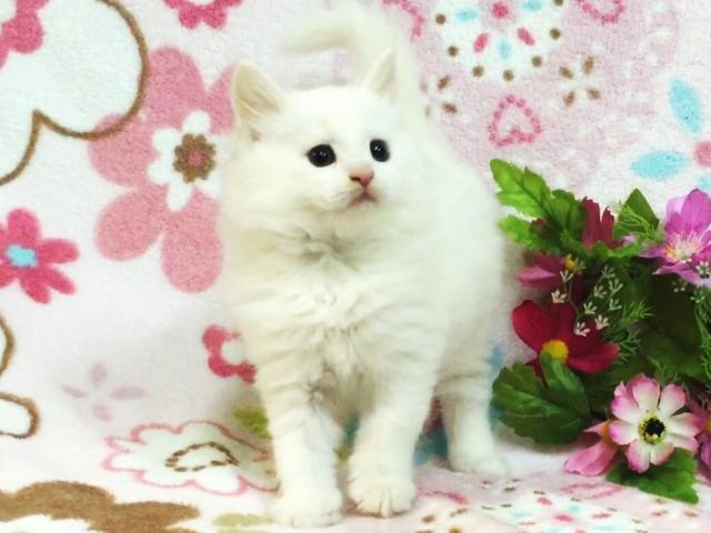 メインクーン