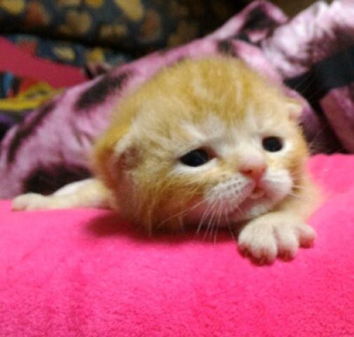 エキゾチックショートヘアー