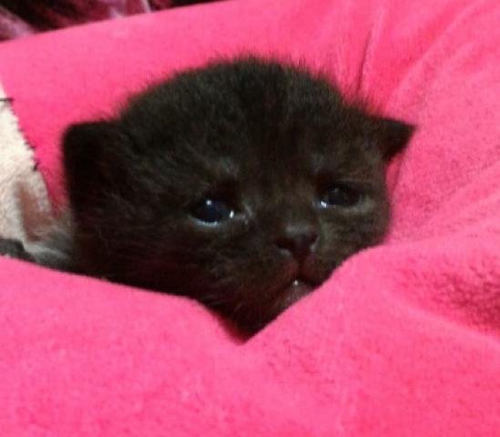 エキゾチックショートヘアー