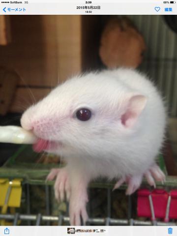 ホワイトシマリス