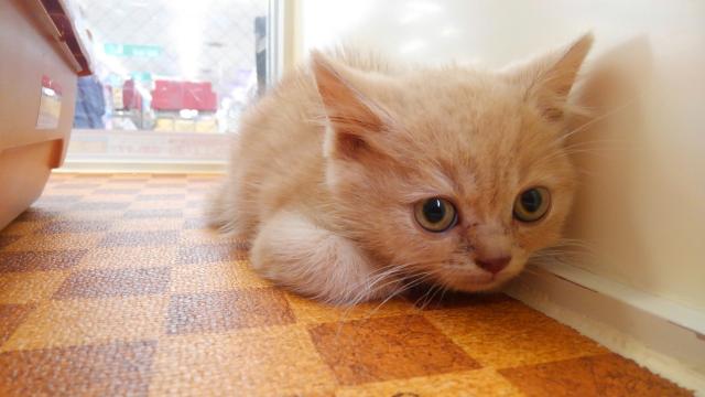 スコティッシュフォールド