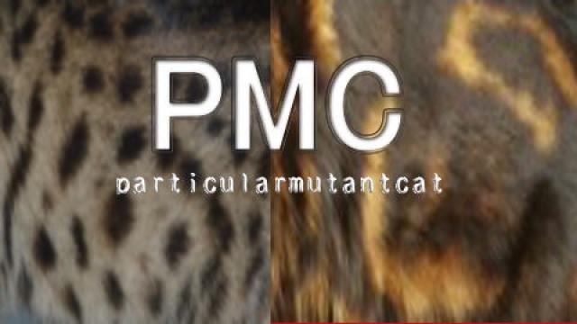 ＰＭＣ