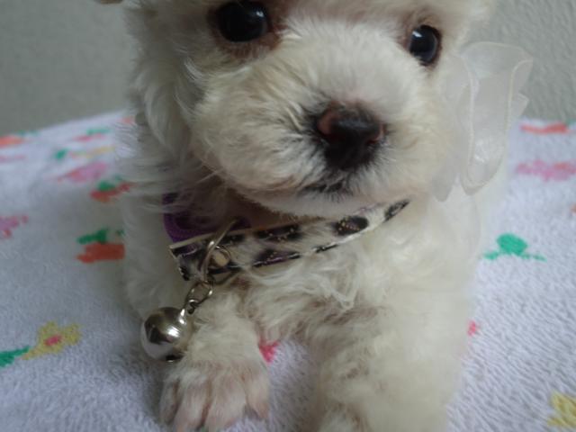 トイプードルマルチーズ