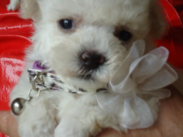 トイプードルマルチーズ