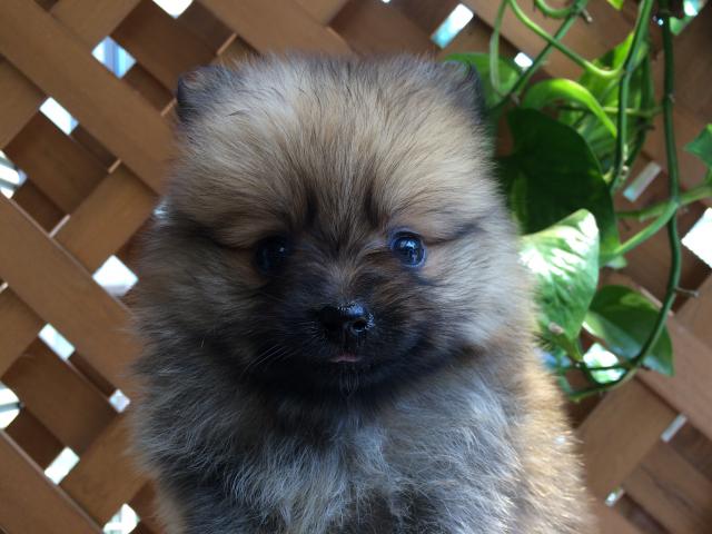ポメラニアン