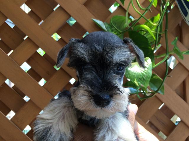 ミニチュアシュナウザー