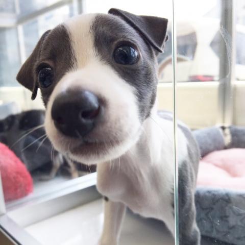 イタリアングレーハウンド