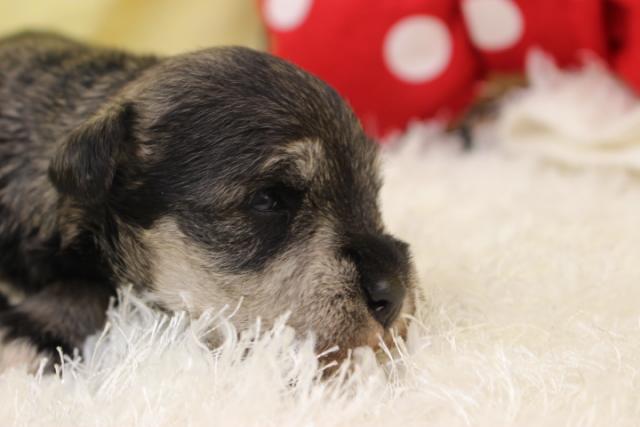 ミニチュアシュナウザー