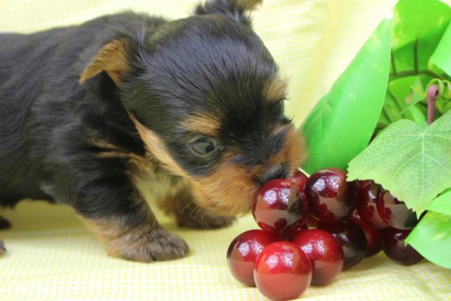 ヨークシャーテリア